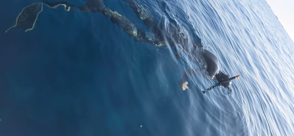 Un biologo marino mentre individua le specie presenti Capo Vaticano