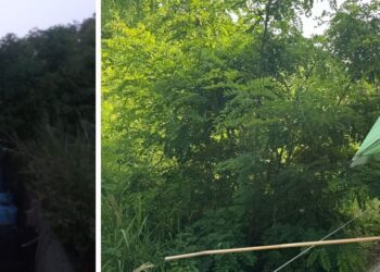 Tropea: rovi e sterpaglie a rischio incendio in località Vulcano e su Viale Don Mottola
