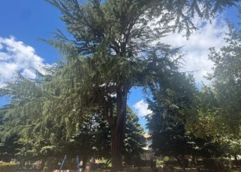 Uno degli alberi monumentali di Vibo Valentia