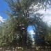 Uno degli alberi monumentali di Vibo Valentia