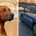 Vibo. Spara a un cane con una carabina: denunciato per maltrattamento di animali