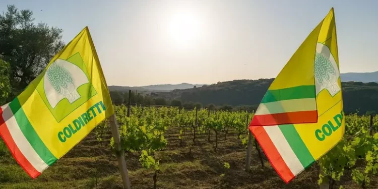 Vendemmia in Calabria, ottimista la Coldiretti: produzione e qualità in ascesa