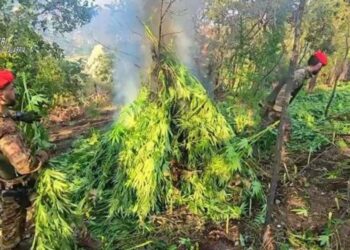 La piantagione di marijuana rinvenuta a Caulonia, in Calabria