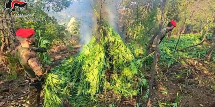 La piantagione di marijuana rinvenuta a Caulonia, in Calabria