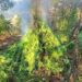 La piantagione di marijuana rinvenuta a Caulonia, in Calabria