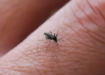 Febbre da West Nile, altri due ricoveri in Calabria: avviata un’indagine epidemiologica