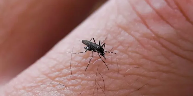 Febbre da West Nile, altri due ricoveri in Calabria: avviata un’indagine epidemiologica