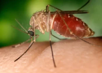 West Nile