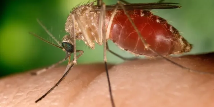 West Nile