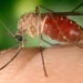 West Nile
