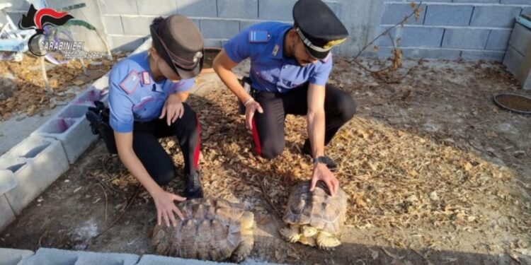 I carabinieri sul luogo del mini zoo a Gioia Tauro