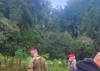 Canapa in Calabria, nuovo intervento dei Carabinieri: sequestrate 4.800 piante