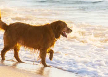 Cani in spiaggia, il Comune di Vibo modifica l’ordinanza: ecco cosa cambia