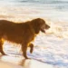 Cani in spiaggia, il Comune di Vibo modifica l’ordinanza: ecco cosa cambia