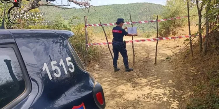 Disboscamento abusivo in Calabria, i Carabinieri sequestrano 12 ettari