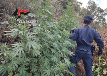 Vasta piantagione di droga individuata dai carabinieri a ridosso di Monsoreto di Dinami