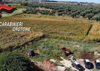 Nascondeva 650 piante di marijuana: arrestato un uomo in Calabria