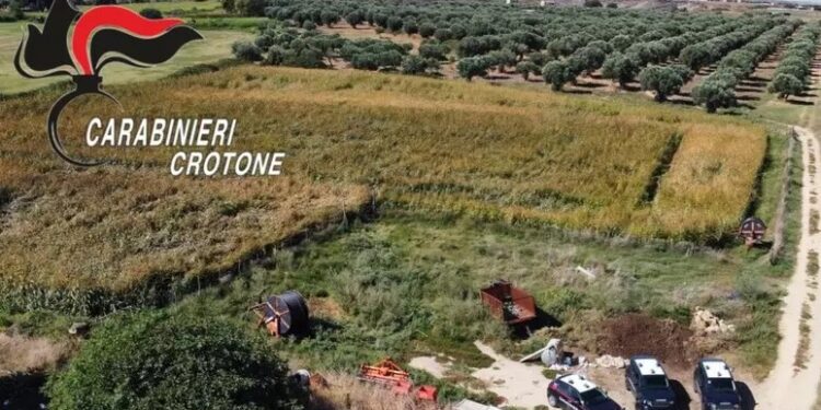 Nascondeva 650 piante di marijuana: arrestato un uomo in Calabria
