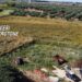 Nascondeva 650 piante di marijuana: arrestato un uomo in Calabria