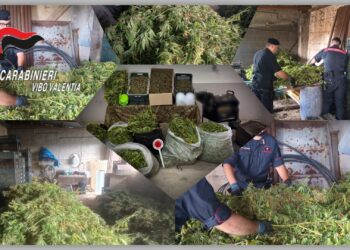 Scoperto e smantellato un laboratorio della marijuana nel Vibonese: due arresti – VIDEO
