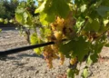 Vendemmia in Calabria: produzione in crescita del 15% e vini di ottima qualità