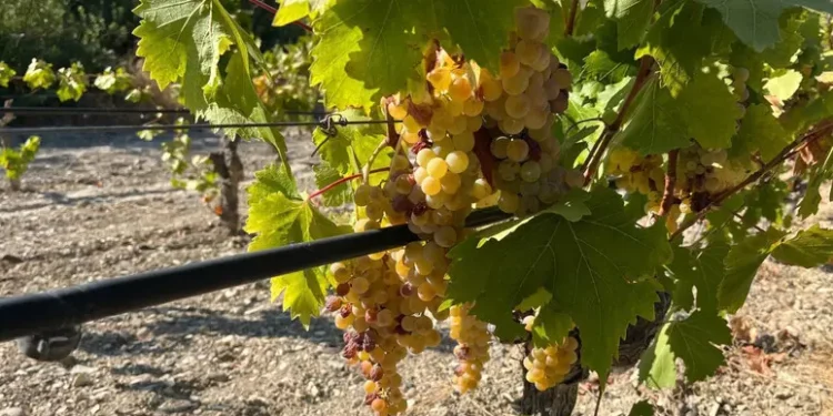 Vendemmia in Calabria: produzione in crescita del 15% e vini di ottima qualità