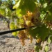 Vendemmia in Calabria: produzione in crescita del 15% e vini di ottima qualità