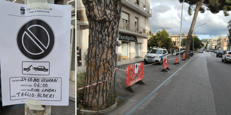 Taglio degli alberi, Vibo non si ferma: ora tocca a Via Dante Alighieri – FOTO