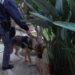 Neonati trovati senza vita in Calabria nel 2024: arrestata giovane madre