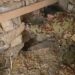 Il bunker scoperto dai carabinieri in Calabria