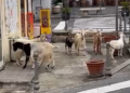 Non solo cinghiali: a Tropea diverse capre vagano nel centro storico – VIDEO