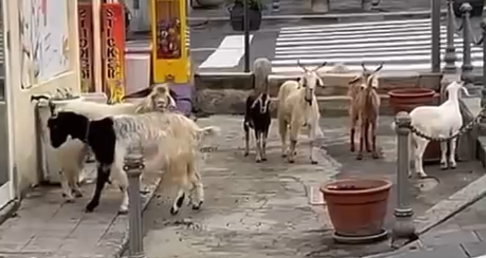 Non solo cinghiali: a Tropea diverse capre vagano nel centro storico – VIDEO