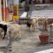 Non solo cinghiali: a Tropea diverse capre vagano nel centro storico – VIDEO