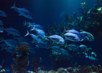 Costa degli Dei, partirà da Parghelia il festival “Azzurro di Calabria”