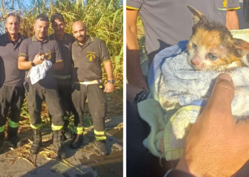 Un canneto prende fuoco a Briatico: i Vigili del Fuoco salvano un gattino