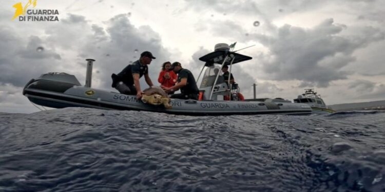 Il rilascio della tartaruga Caretta Caretta a largo di Vibo Valentia da parte del Roan della Guardia di finanza