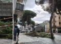 L'abbattimento degli alberi in via dante a vibo valentia