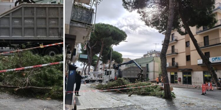 L'abbattimento degli alberi in via dante a vibo valentia