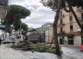 Vibo, “Italia Nostra” contro il taglio dei pini di via Dante Alighieri: «Mai tanta distruzione in città»