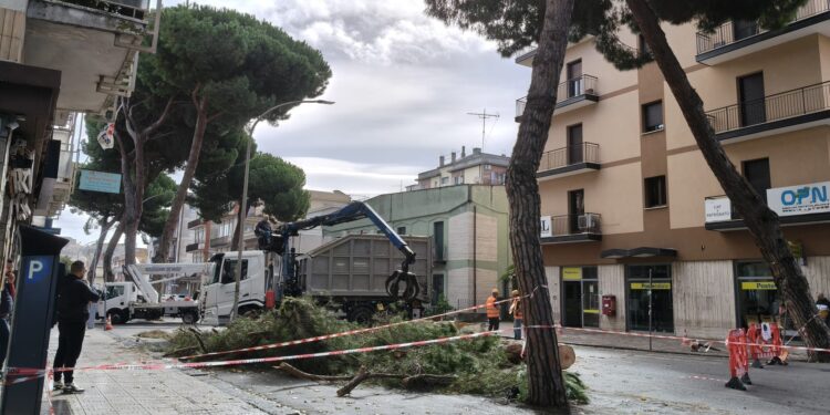 Vibo, “Italia Nostra” contro il taglio dei pini di via Dante Alighieri: «Mai tanta distruzione in città»