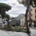 Vibo, “Italia Nostra” contro il taglio dei pini di via Dante Alighieri: «Mai tanta distruzione in città»