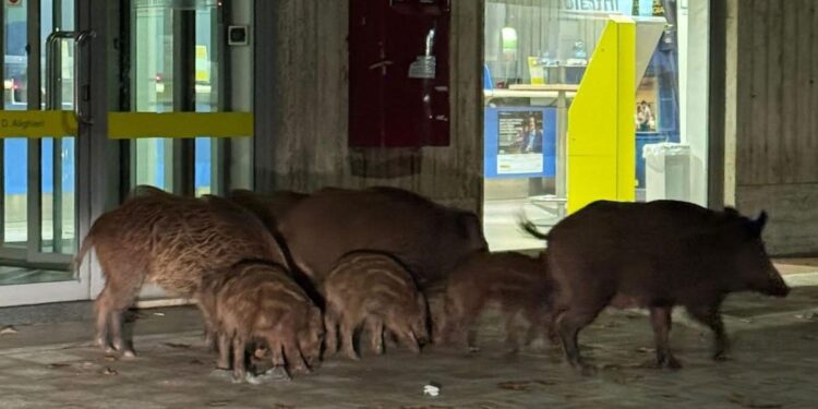 Cinghiali a spasso a Vibo Valentia nei pressi dell’ufficio postale