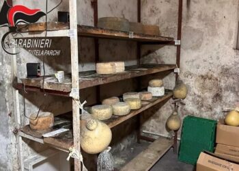 Irregolarità igienico-sanitarie: sequestrati in Calabria 11 quintali di formaggi