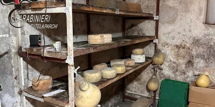 Irregolarità igienico-sanitarie: sequestrati in Calabria 11 quintali di formaggi