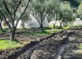 Illeciti ambientali nei frantoi oleari: denunciati tre imprenditori calabresi
