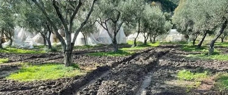 Illeciti ambientali nei frantoi oleari: denunciati tre imprenditori calabresi