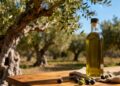EVOTasting: il viaggio nei sapori dell’olio extravergine calabrese fa tappa a Vibo Valentia
