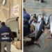 Il sequestro di tonno rosso avvenuto in Calabria