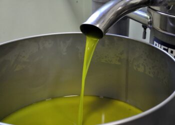 Sol and the City Sud: il Festival dell’olio calabrese approda all’Ente Fiera di Catanzaro