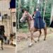 I carabinieri a cavallo nel Vibonese